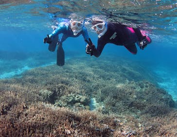 アマミエンシスに投稿された画像（2017/2/1）