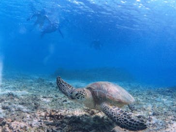 アマミエンシスに投稿された画像（2016/3/24）