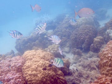 アマミエンシスに投稿された画像（2016/9/29）