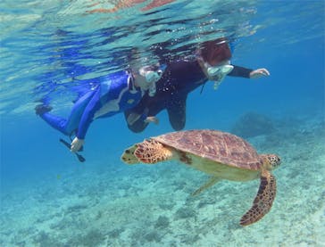 アマミエンシスに投稿された画像（2017/8/29）