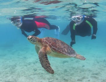 アマミエンシスに投稿された画像（2017/4/3）