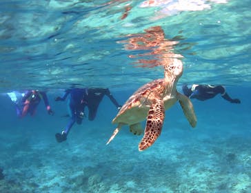 アマミエンシスに投稿された画像（2017/2/1）