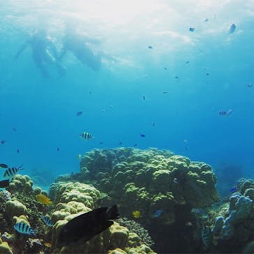 アマミエンシスに投稿された画像（2017/8/16）