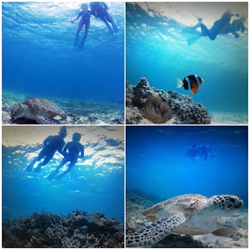 アマミエンシスに投稿された画像（2016/5/9）