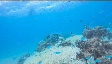 アマミエンシスに投稿された画像（2016/9/29）