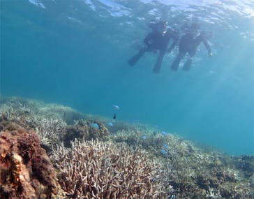 アマミエンシスに投稿された画像（2017/8/23）
