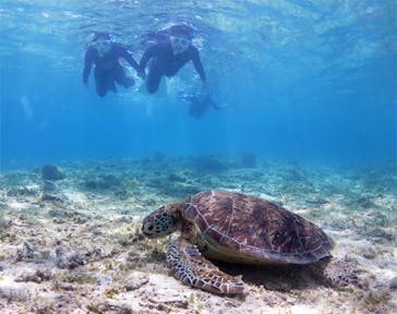 アマミエンシスに投稿された画像（2017/7/10）