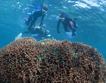 アマミエンシスに投稿された画像（2017/1/30）