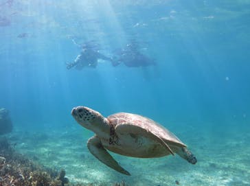 アマミエンシスに投稿された画像（2016/6/23）