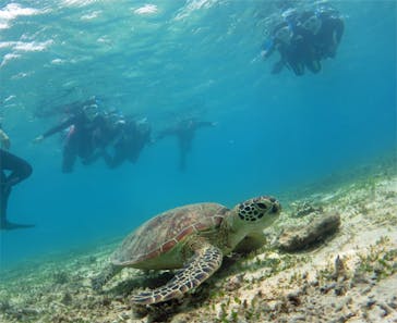 アマミエンシスに投稿された画像（2017/8/22）