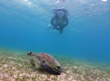 アマミエンシスに投稿された画像（2016/5/2）