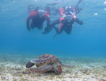 アマミエンシスに投稿された画像（2017/1/19）