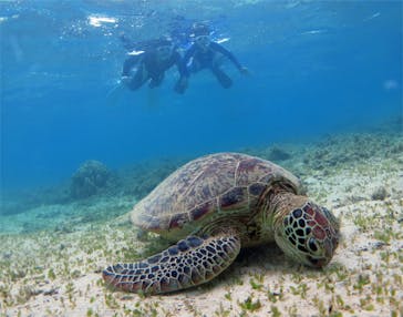 アマミエンシスに投稿された画像（2017/8/14）