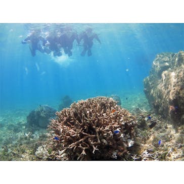 アマミエンシスに投稿された画像（2017/8/29）