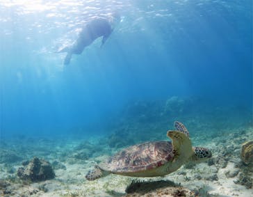 アマミエンシスに投稿された画像（2017/8/10）