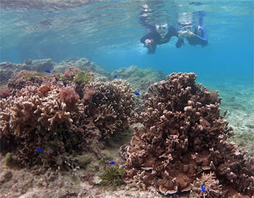 アマミエンシスに投稿された画像（2017/5/18）