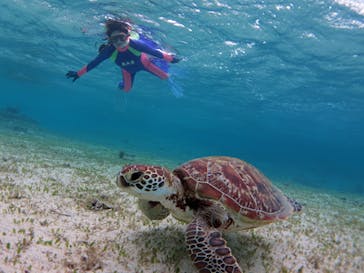 アマミエンシスに投稿された画像（2016/4/23）