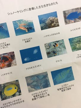 アマミエンシスに投稿された画像（2017/8/16）