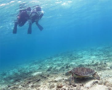 アマミエンシスに投稿された画像（2017/4/20）