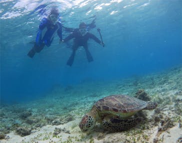 アマミエンシスに投稿された画像（2017/8/29）