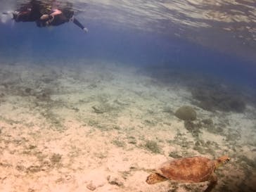 アマミエンシスに投稿された画像（2017/5/11）