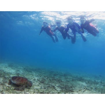 アマミエンシスに投稿された画像（2017/8/12）