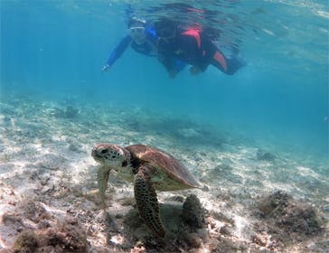 アマミエンシスに投稿された画像（2017/5/15）