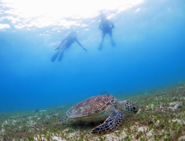 アマミエンシスに投稿された画像（2016/6/14）