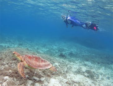 アマミエンシスに投稿された画像（2017/5/18）