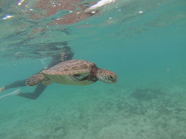 アマミエンシスに投稿された画像（2016/11/25）