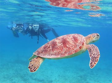 アマミエンシスに投稿された画像（2017/8/13）