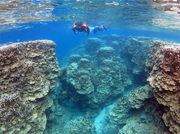 アマミエンシスに投稿された画像（2017/5/15）