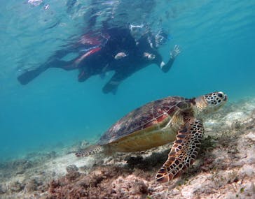 アマミエンシスに投稿された画像（2017/4/19）