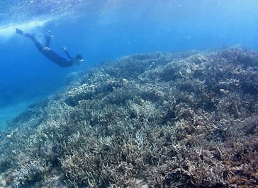 アマミエンシスに投稿された画像（2016/9/25）