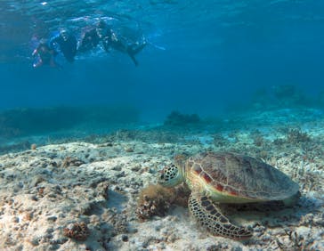 アマミエンシスに投稿された画像（2017/1/30）