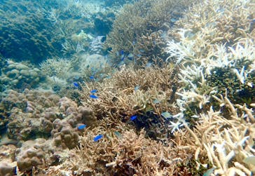 アマミエンシスに投稿された画像（2016/9/29）