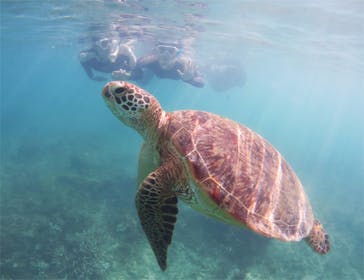 アマミエンシスに投稿された画像（2017/9/25）