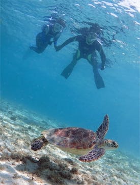 アマミエンシスに投稿された画像（2016/5/18）