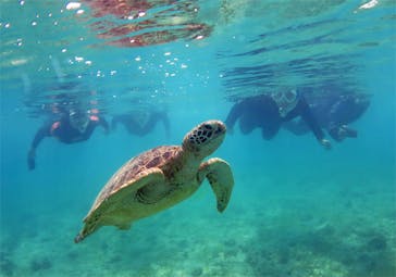 アマミエンシスに投稿された画像（2017/8/19）