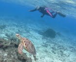 アマミエンシスに投稿された画像（2017/1/4）