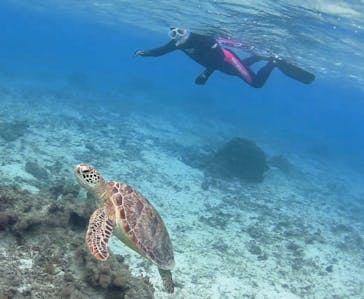 アマミエンシスに投稿された画像（2017/1/3）