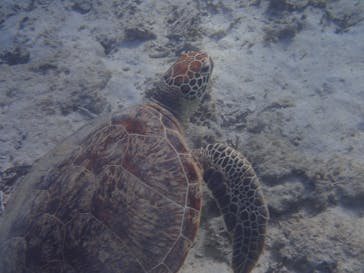 アマミエンシスに投稿された画像（2017/1/30）