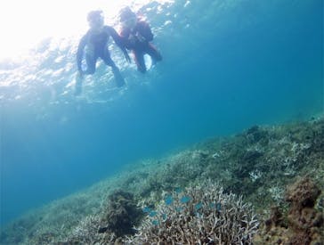 アマミエンシスに投稿された画像（2017/8/18）