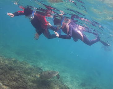 アマミエンシスに投稿された画像（2017/8/18）