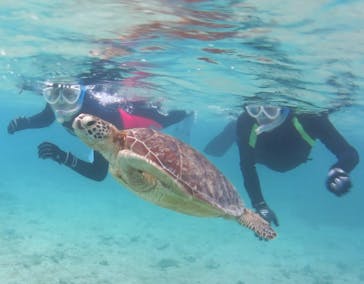 アマミエンシスに投稿された画像（2017/4/3）