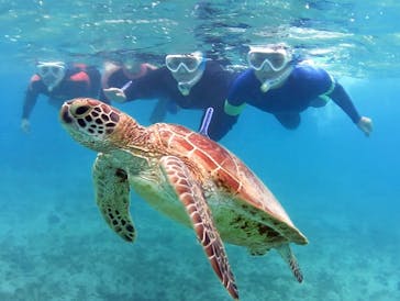 アマミエンシスに投稿された画像（2017/8/16）