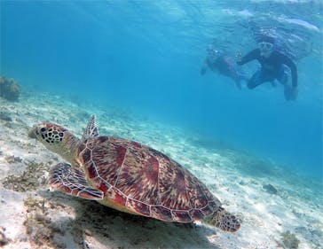 アマミエンシスに投稿された画像（2017/6/17）