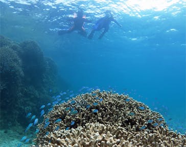 アマミエンシスに投稿された画像（2017/5/15）