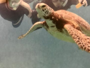 アマミエンシスに投稿された画像（2017/9/27）