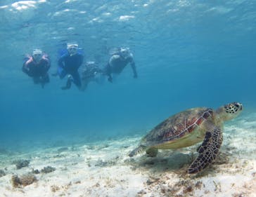 アマミエンシスに投稿された画像（2017/5/5）